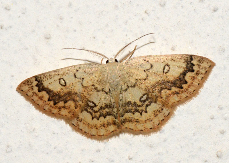 Cyclophora (Cyclophora) annularia, Geometridae